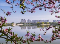 跟着镜头品诗词 | 金黄灿灿染三春