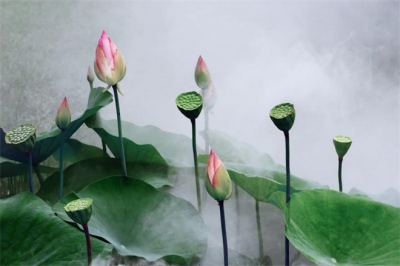 跟着镜头品诗词｜灼灼荷花瑞