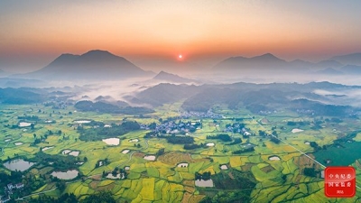 镜头 | 稻田彩绘展画卷