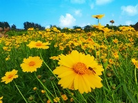 镜头 | 大美六月 绽放缤纷夏日