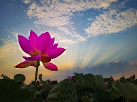 镜头 | 大美六月 绽放缤纷夏日