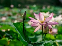 镜头 | 大美六月 绽放缤纷夏日