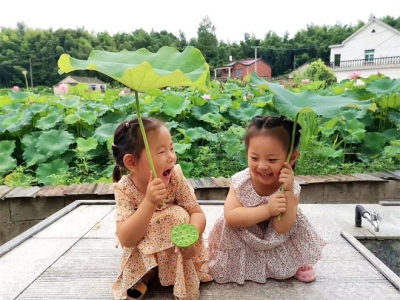 镜头 | 八月荷花别样红
