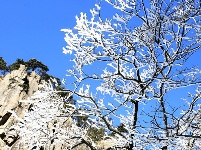 跟着镜头品诗词 | 冬之物语