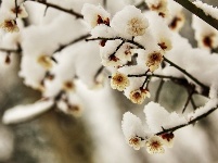 跟着镜头品诗词 | 冬之物语