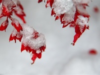 跟着镜头品诗词 | 冬之物语