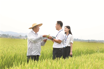 【中国纪检监察报】加大惩治力度、推动体制机制改革……粮食购销领域腐败问题专项整治持续深化 纠治靠粮吃粮