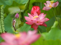 鏡頭 | 日影短至 盛夏始長