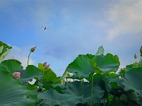 镜头 | 离离暑云散 袅袅凉风起