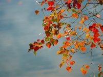 镜头 | 秋已暮 露成霜