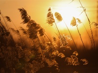 镜头 | 秋已暮 露成霜