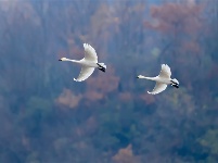 镜头 | 秋已暮 露成霜