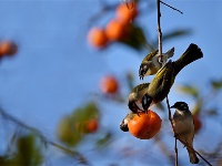 镜头 | 秋已暮 露成霜