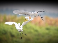 镜头 | 秋已暮 露成霜