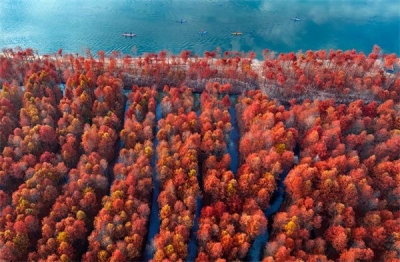 镜头 | 秋已暮 露成霜