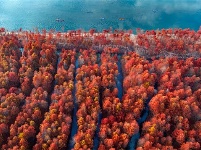 镜头 | 秋已暮 露成霜