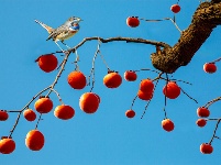 镜头 | 木叶尽落 冬序初开