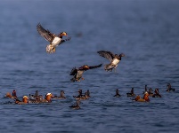 镜头 | 木叶尽落 冬序初开
