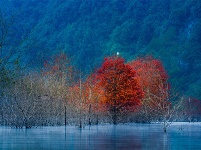 镜头 | 木叶尽落 冬序初开