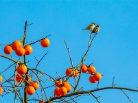 鏡頭 | 寒隨小雪至