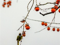 鏡頭 | 大雪知?dú)q寒