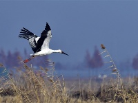 镜头 | 大寒却暖雪晴天