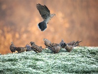 镜头 | 大寒却暖雪晴天