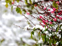 镜头 | 小寒雪盛 静待春归