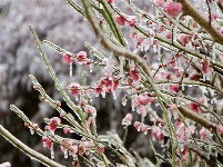 镜头 | 大寒却暖雪晴天