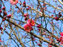 镜头 | 大寒却暖雪晴天