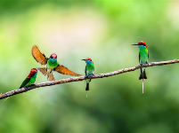 镜头 | 春光做序 万物和鸣