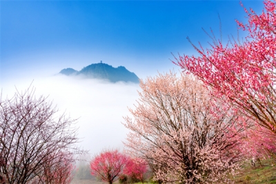 镜头 | 春光做序 万物和鸣