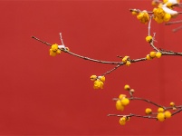 镜头 | 春光做序 万物和鸣