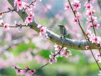 镜头｜大美三月