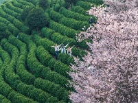 镜头｜春和景明 时序春分