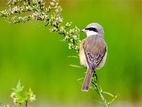 镜头｜大美三月