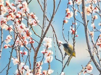 镜头｜春和景明 时序春分