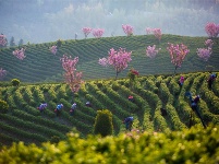 镜头｜大美三月