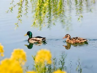 镜头｜春和景明 时序春分