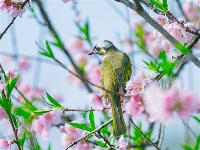 镜头｜春和景明 时序春分