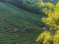 镜头｜雨生百谷 万物逢时