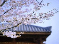 镜头｜雨生百谷 万物逢时