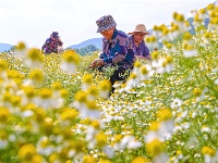 镜头｜小满知时节