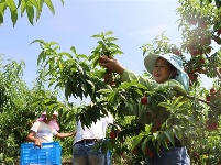 镜头｜泽草所生 种之芒种