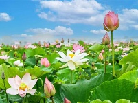 镜头 | 倏忽温风至 因循小暑来