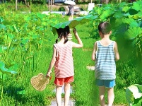 镜头 | 大暑至 夏正浓