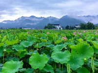 镜头 | 大暑至 夏正浓