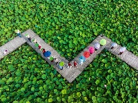 镜头 | 倏忽温风至 因循小暑来
