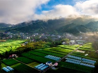 镜头 | 倏忽温风至 因循小暑来