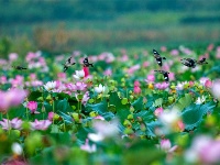 镜头 | 倏忽温风至 因循小暑来